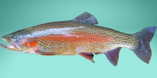 how to clean a trout