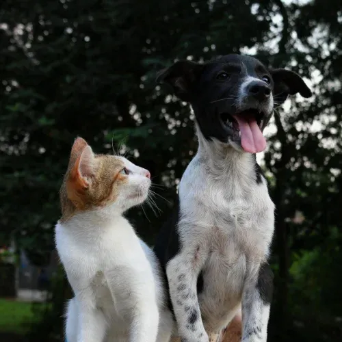 airtag collars