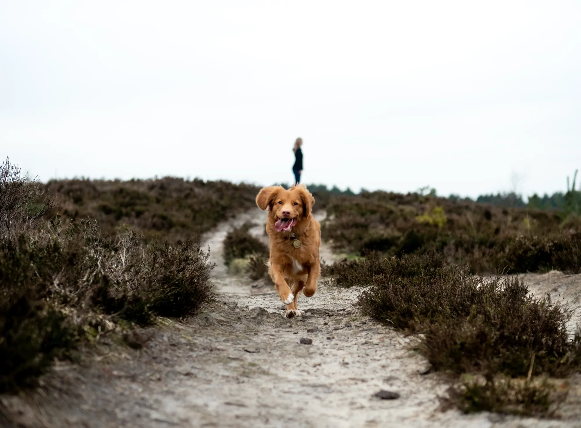 airtag collars