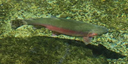 How to Fly Fish: A Comprehensive Guide
