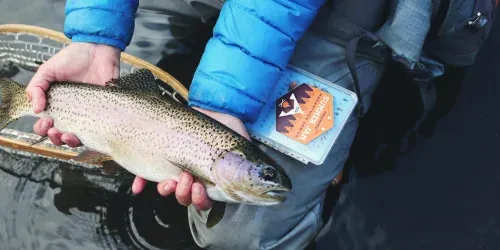 How to Fly Fish for Trout: A Comprehensive Guide