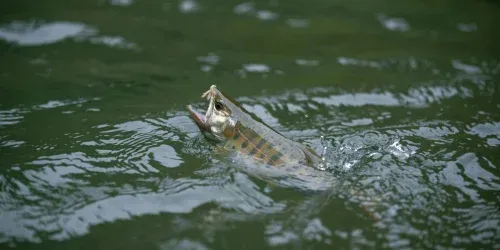 Is Fly Fishing Hard? Let's Take a Closer Look