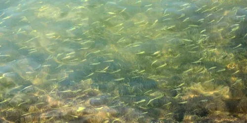 What is a Fly Fishing Streamer?