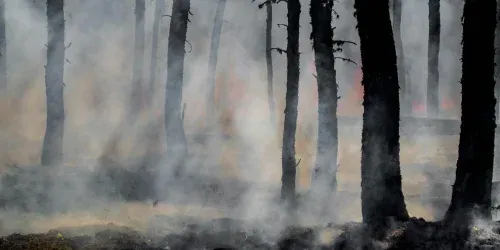 Best Air Purifier for Forest Fire Smoke: Top Picks for Clean Air